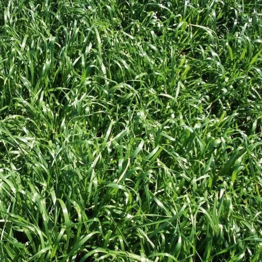 Thick healthy growth of Annual Rye Grass in field