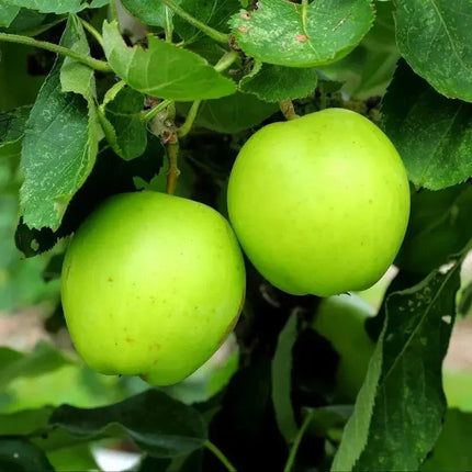 25 Antonovka Apple Seeds