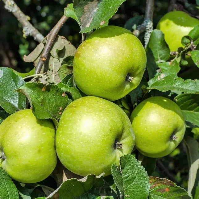 25 Antonovka Apple Seeds