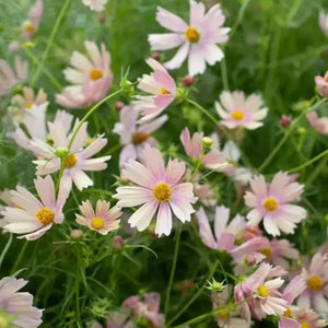 200 Apricot Lemonade Cosmos Seeds