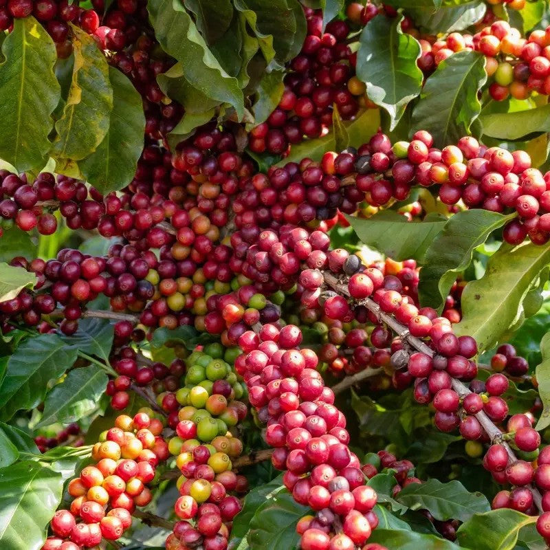 Close-up of coffee berries on a branch with green leaves