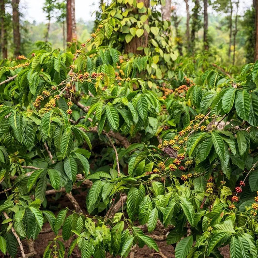 Coffee tree with green leaves and small red berries in a forest setting