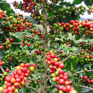 15 Arabica Coffee Shrub Seeds