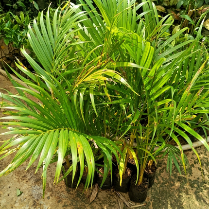 Fresh green palm seedlings in black nursery bags, healthy and ready for planting. Seed World
