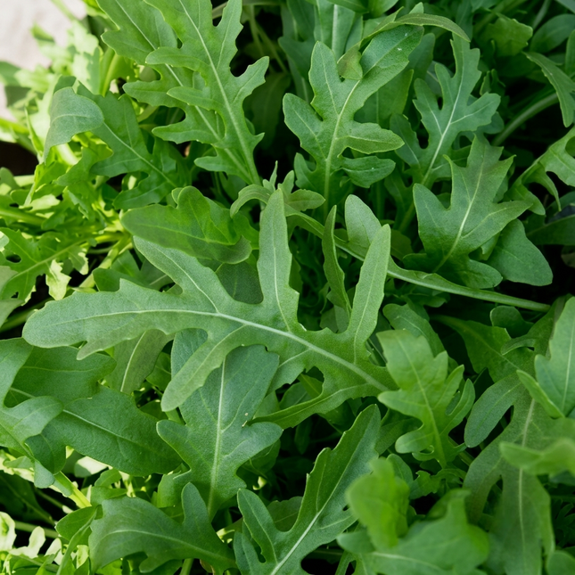 Fresh green arugula leaves – Eruca sativa herb seeds for home and garden. Seed World