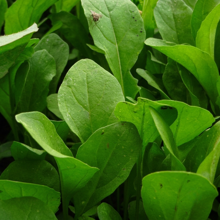 3000 Arugula Seeds - Organic, Non-GMO, Open-Pollinated | Peppery Greens