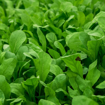 3000 Arugula Seeds - Organic, Non-GMO, Open-Pollinated | Peppery Greens