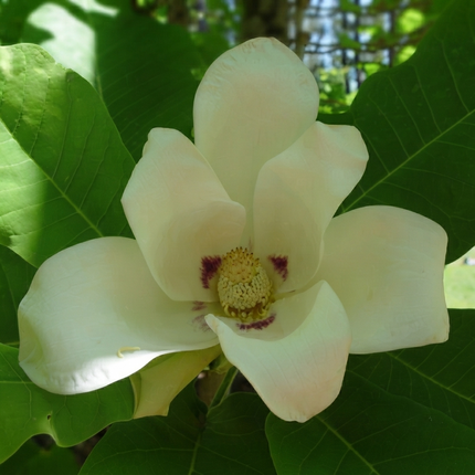 Ashe's Magnolia tree (Magnolia ashei) with large creamy white fragrant bloom and lush green leaves, ideal ornamental flowering tree for landscapes. Seed World