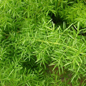 30 Asparagus Fern Sprengeri Seeds