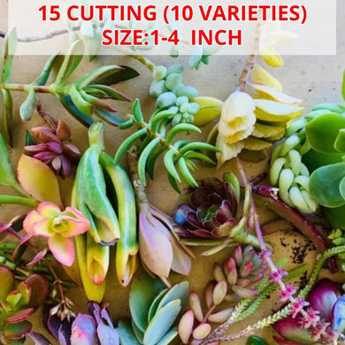 15 Assorted Succulent Cuttings – Live Japanese Cactus Varieties