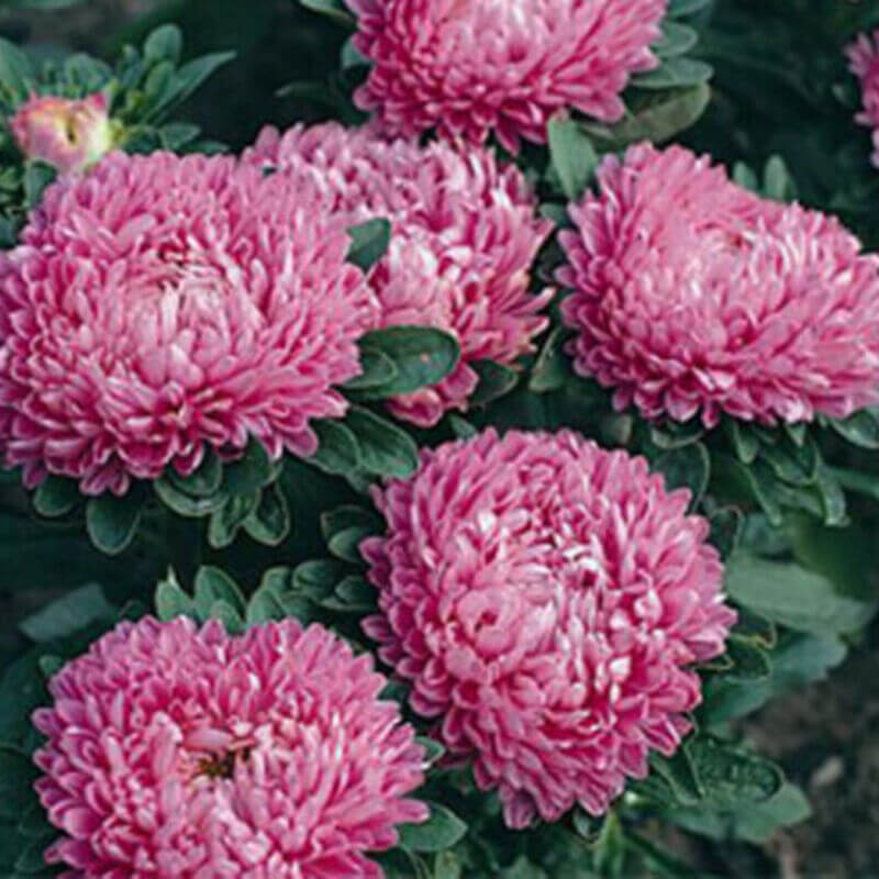 50 Aster - Callistephus Dwarf Milady Seeds