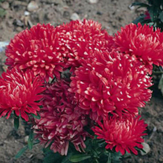 50 Aster - Callistephus Dwarf Milady Seeds