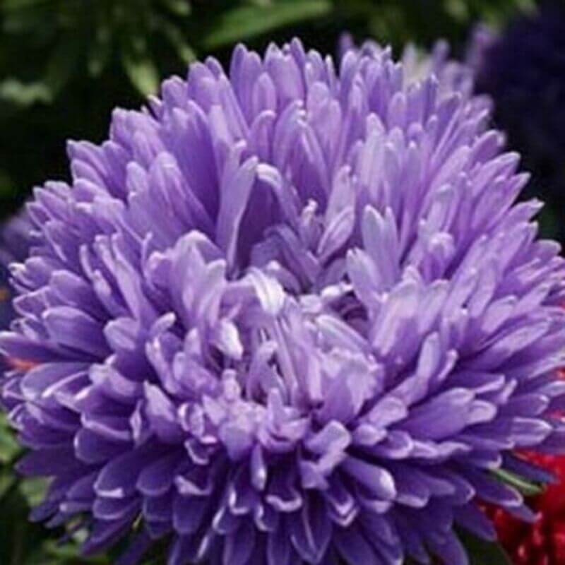 50 Aster - Callistephus Tall Double Gremlin Seeds