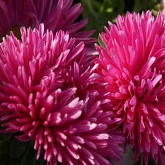 50 Aster - Callistephus Tall Double Gremlin Seeds