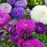 50 Aster - Callistephus Tall Double Gremlin Seeds