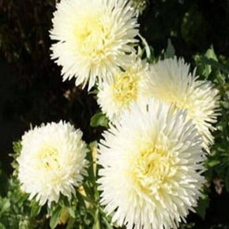 50 Aster - Callistephus Tall Double Gremlin Seeds