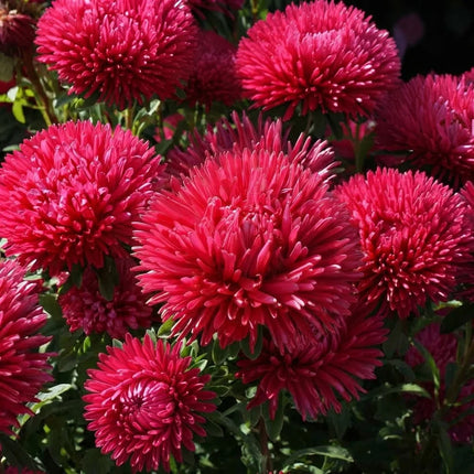 Aster Gremlin Double Red with vibrant deep red double blooms. Seed World