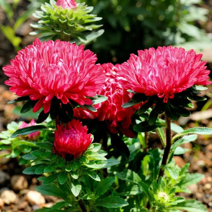 50 Double Red Aster Gremlin Seeds – Callistephus Chinensis Flower