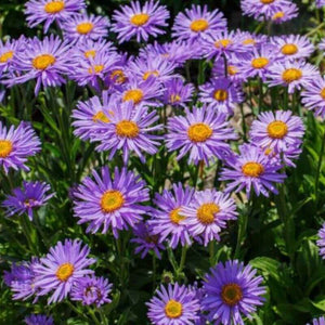 50 Aster Alpinus - Alpine Aster Seeds