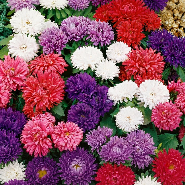 Aster Dwarf Milady Mix Seeds – Vibrant Annual Flower Blend