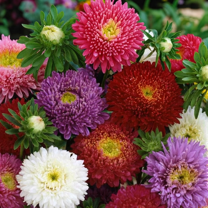 Aster Dwarf Milady Mix Seeds – Vibrant Annual Flower Blend