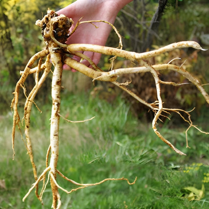 50 Astragalus Membranaceus Seeds – Traditional Perennial Herb Plant