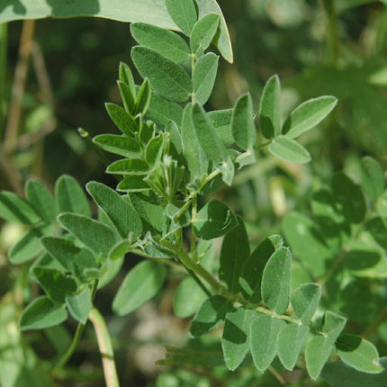 Astragalus membranaceus plant with healthy green compound leaves growing outdoors, a hardy medicinal herb commonly grown from seeds in home herb and perennial gardens. Seed World