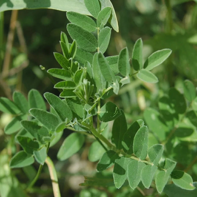Astragalus membranaceus plant with healthy green compound leaves growing outdoors, a hardy medicinal herb commonly grown from seeds in home herb and perennial gardens. Seed World