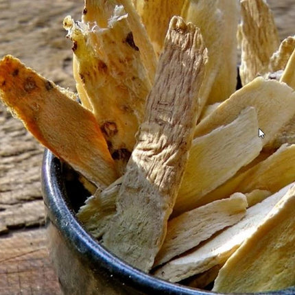 50 Astragalus Membranaceus Seeds – Traditional Perennial Herb Plant