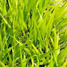 Close-up of bright chartreuse blades of All Gold Japanese Forest Grass