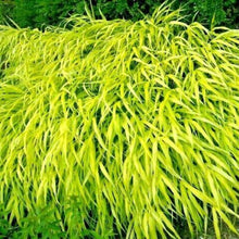 Flowing mound of Hakonechloa macra All Gold ornamental grass in garden landscape