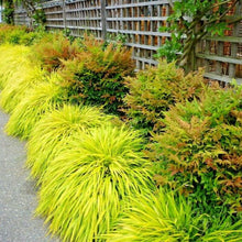 Row of golden Japanese Forest Grass used as colorful border along a garden path