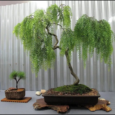 1 Live Dwarf Australian Weeping Willow Bonsai Tree