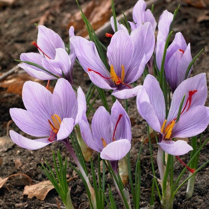 50 Saffron Autumn Crocus Seeds – Crocus sativus (Grow Your Own Saffron)