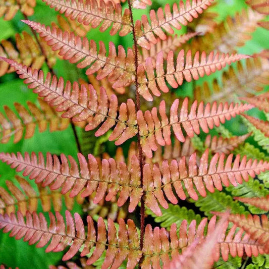 1000 Autumn Fern Spores Seeds – Dryopteris erythrosora