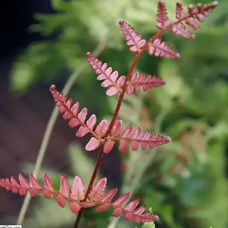 Close-up of a red fern plant with a blurred green background