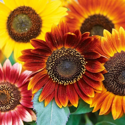 150 Autumn Beauty Sunflower Mix Seeds – Colorful Heirloom Giant Blooms