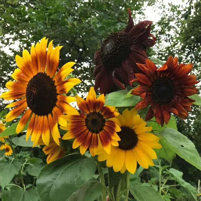 Autumn Beauty Sunflower Mix with vibrant red, bronze, and golden blooms, perfect for pollinator gardens and cut flower bouquets. Seed World