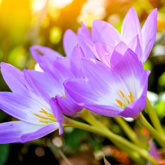 Close-up of purple flowers with a blurred natural background