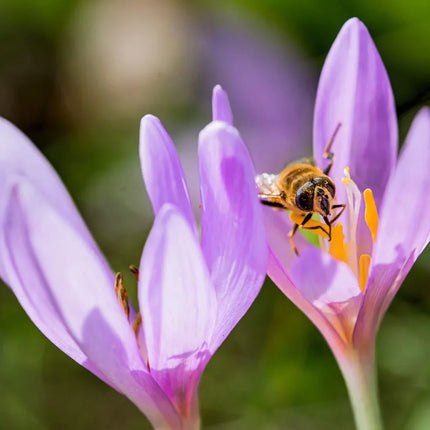 A close-up photograph of a purple flower with a bee pollinating it, set against a soft green blurred background.