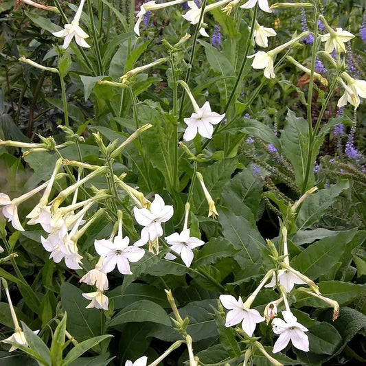 1000 Jasmine Flowering Tobacco Seeds – Nicotiana alata