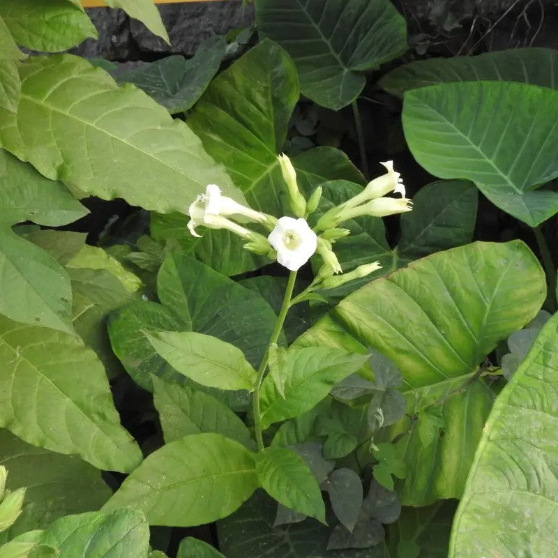 1000 Jasmine Flowering Tobacco Seeds – Nicotiana alata