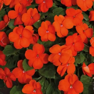 100 Baby Orange Impatiens Seeds