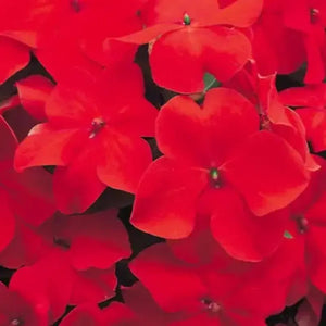 50 Baby Scarlet Impatiens Seeds