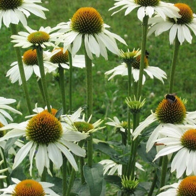 50 Baby White Coneflower Seeds