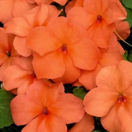 50 Baby Orange Impatiens Seeds | Compact Shade Annual Flower