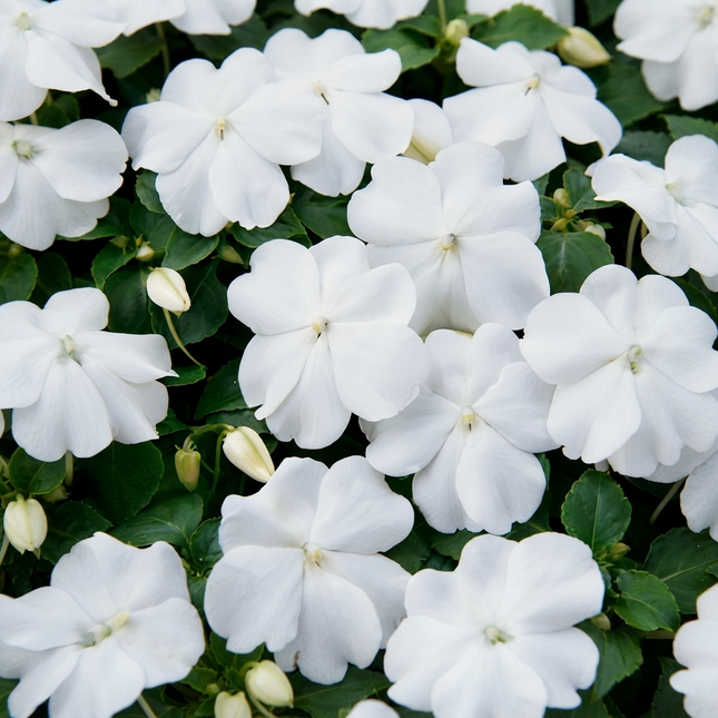 Baby White Impatiens with pure white blooms, compact shade-loving annual flowers perfect for garden beds, borders, hanging baskets, and containers. Seed World