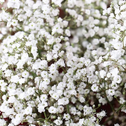 Baby’s Breath Seeds – Gypsophila with Delicate White Flowers, Easy-to-Grow Garden Flower for Borders, Bouquets, Cut Flowers and Pollinator Gardens Seed World