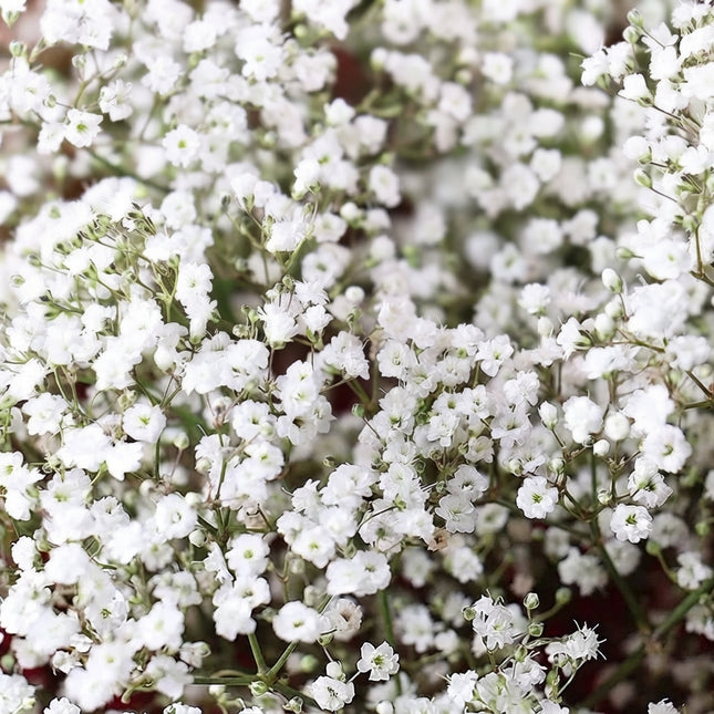 Baby’s Breath Seeds – Gypsophila with Delicate White Flowers, Easy-to-Grow Garden Flower for Borders, Bouquets, Cut Flowers and Pollinator Gardens Seed World