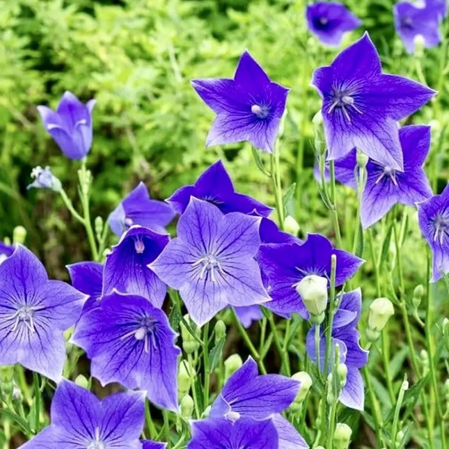 Balloon Flower Seeds – Platycodon grandiflorus (Toraji) Perennial